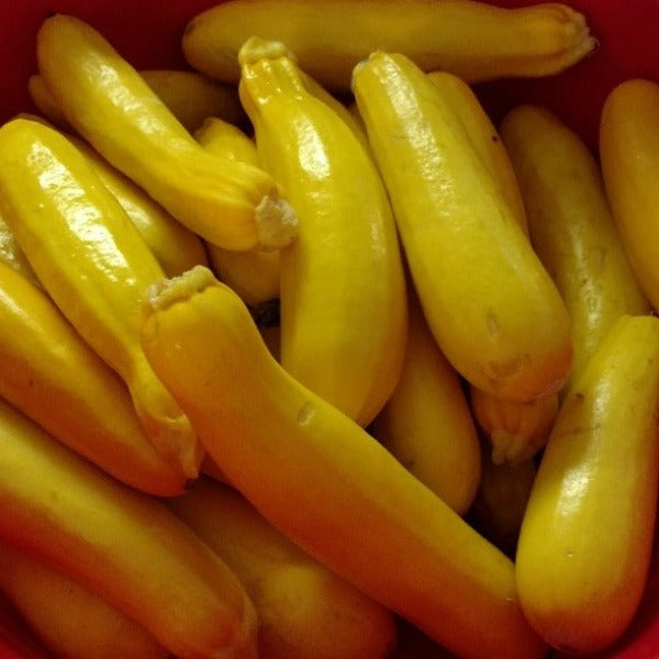 SQUASH Straight Neck Prolific Yellow