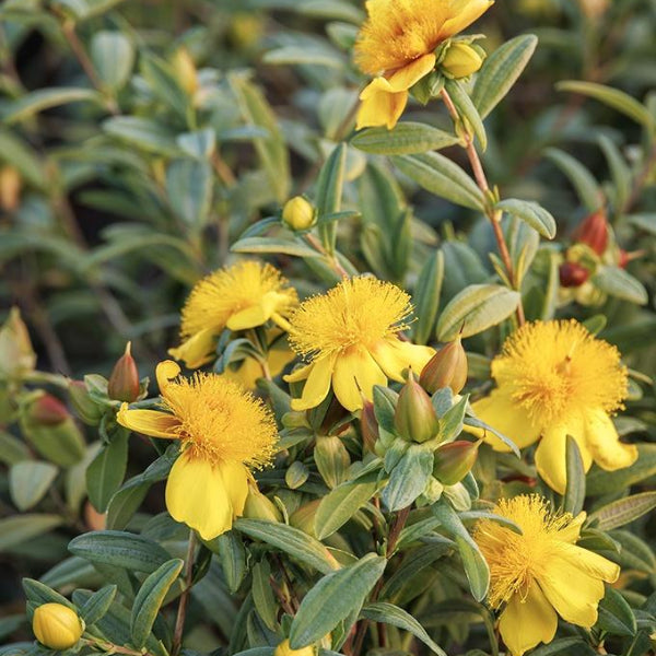 HERB St. John’s Wort