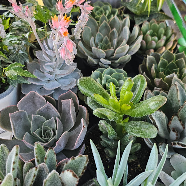 SUCULENTS