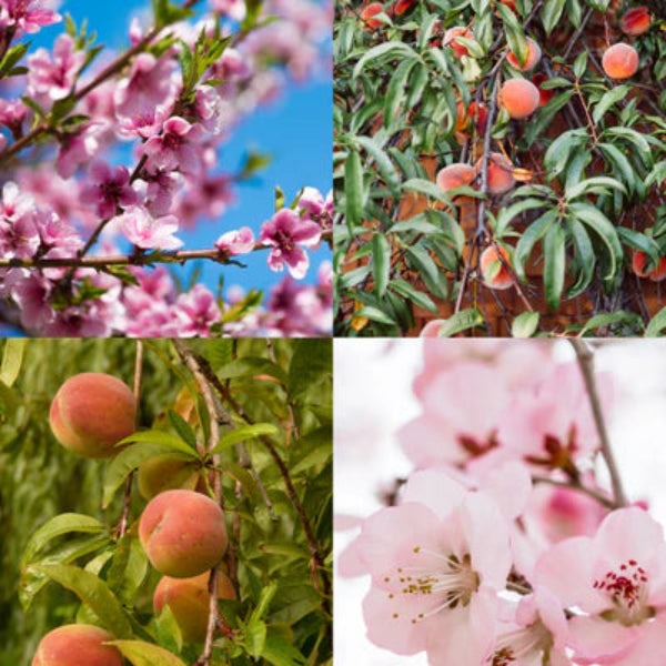 NECTARINE SUN HOME