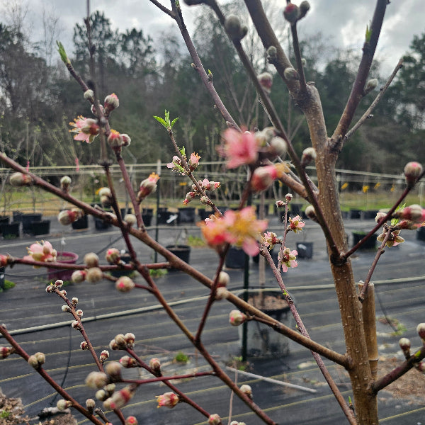Sunred Nectarine Tree for sale at Advanced Nursery Growers in DeFuniak Springs Florida