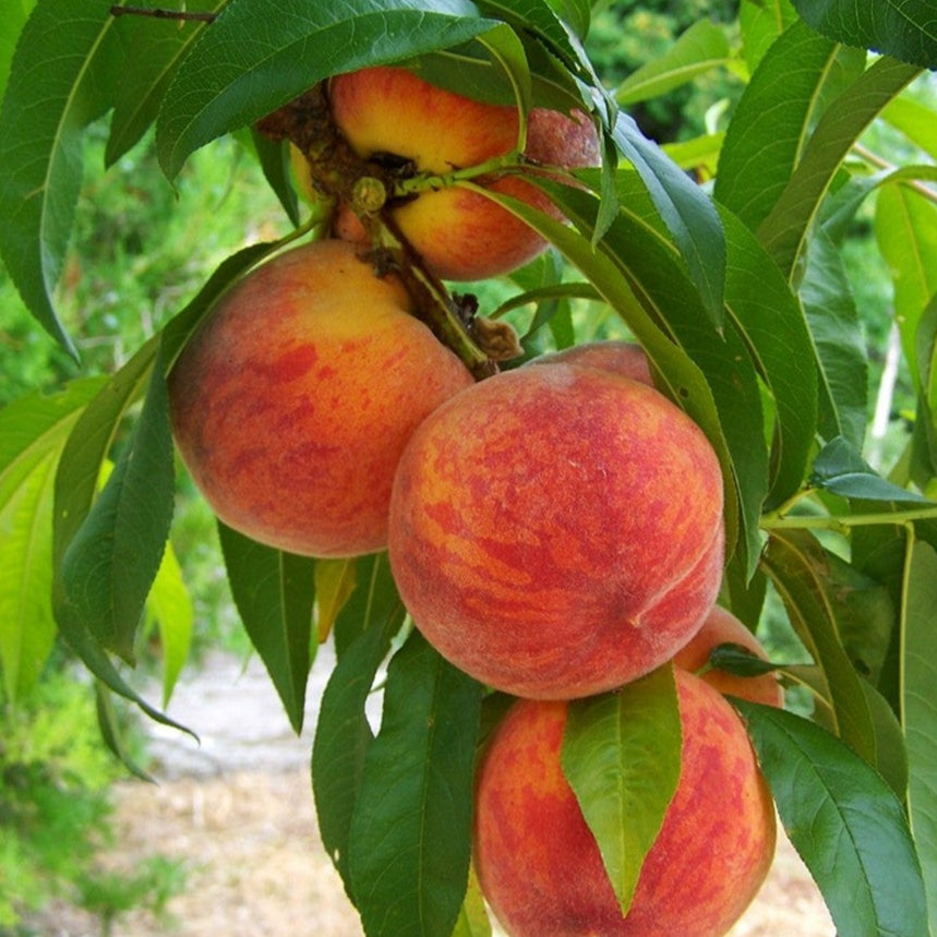Suwanee Peach Tree for sale at Advanced Nursery Growers in DeFuniak Springs Florida
