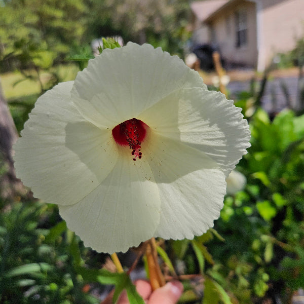 Swamp hibiscus
