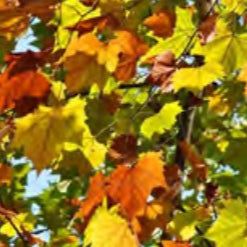 SYCAMORE  TREE