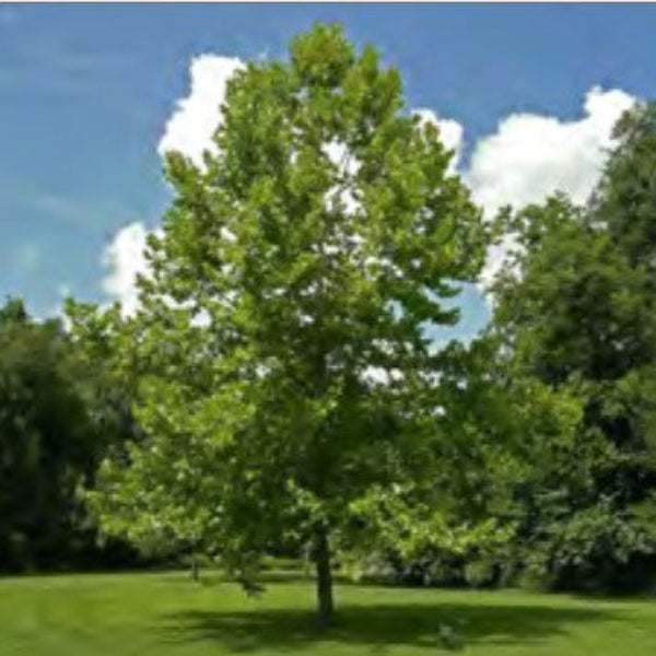 SYCAMORE  TREE
