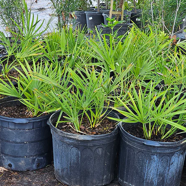 saw palm plant Advanced Nursery Growers: Elevating Expertise in the Horticultural Sector