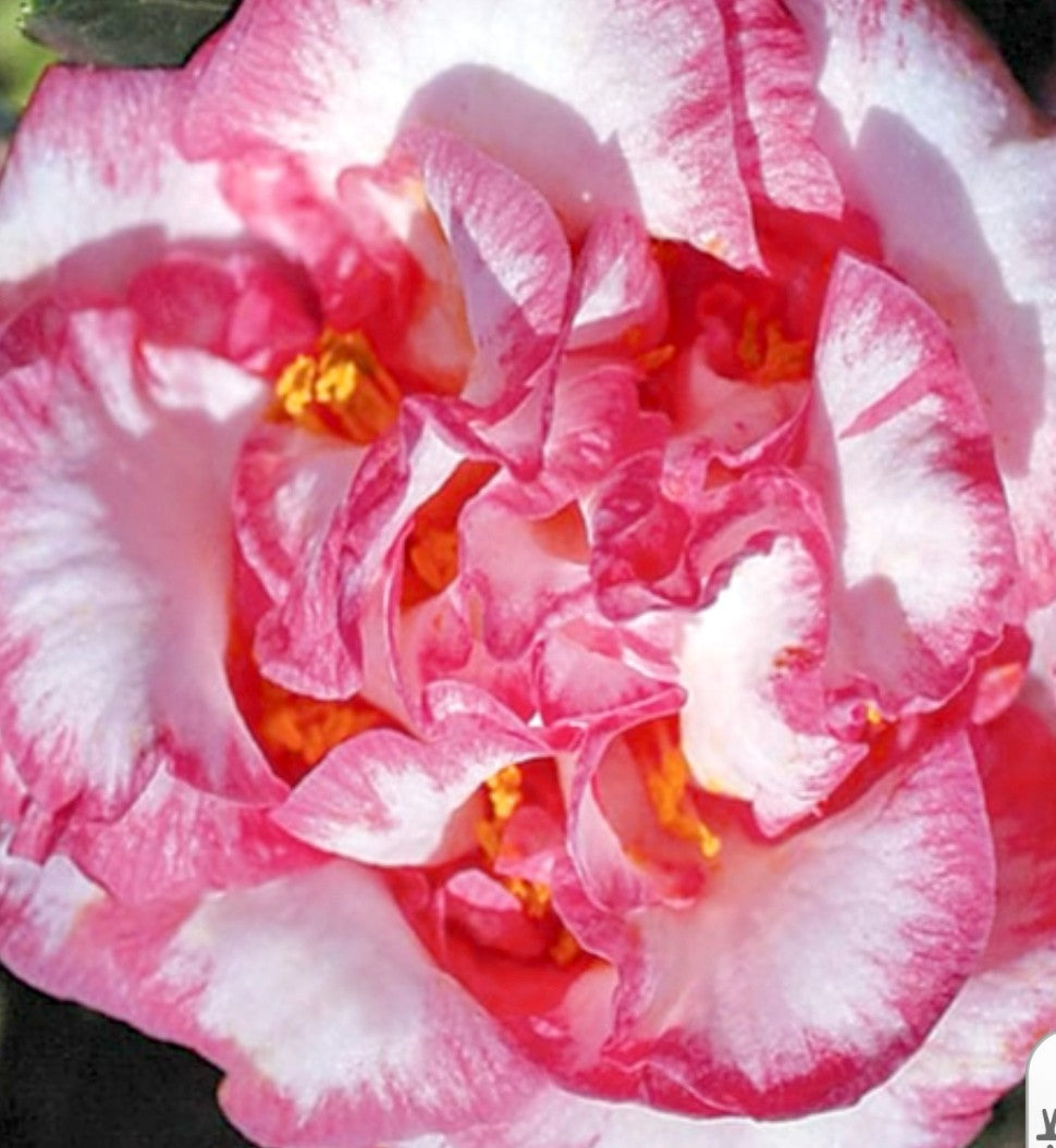 CAMELLIA Betty Sheffield