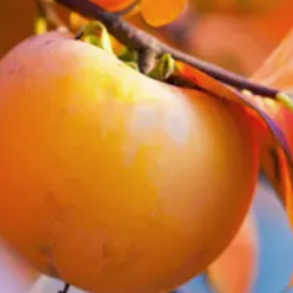 PERSIMMON GIANT FUYU