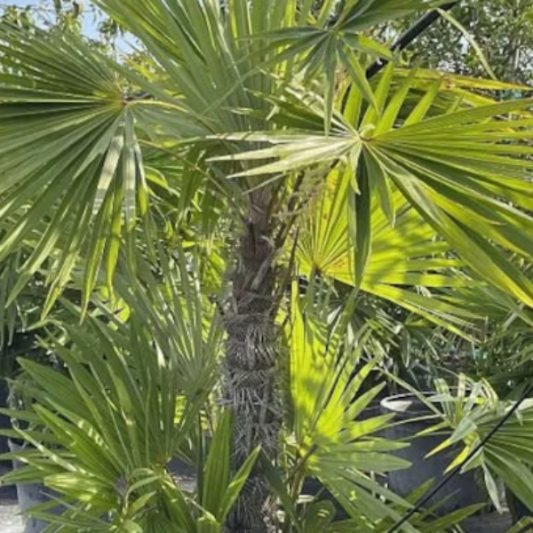 Sabal palmetto, Cabbage Palm, Cabbage Palmetto