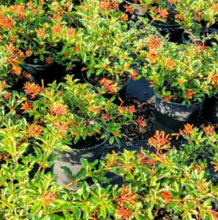 Firebush Hamelia Nodosa