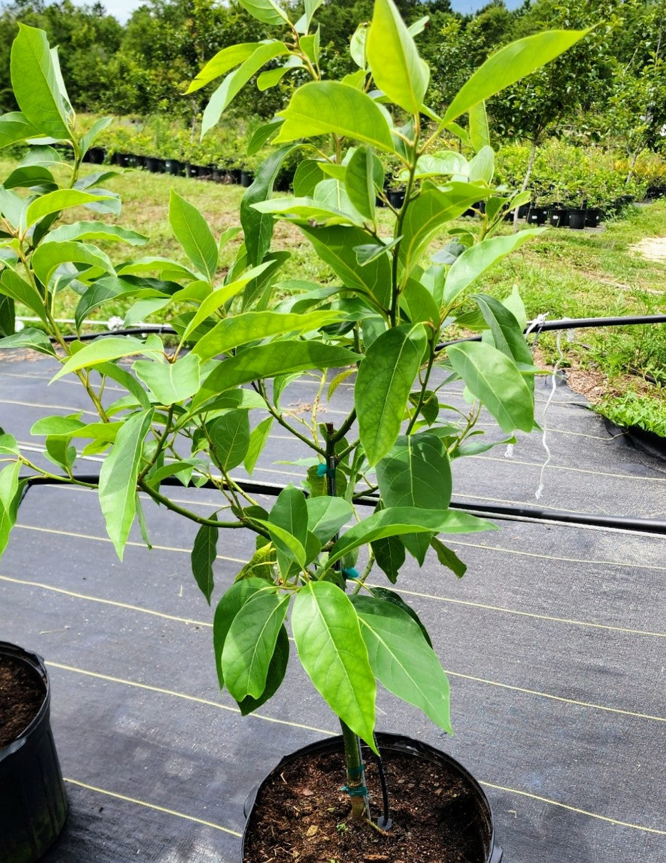 AVACADO