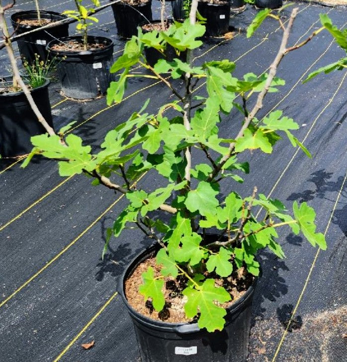 Fig Chicago hardy ficus carica