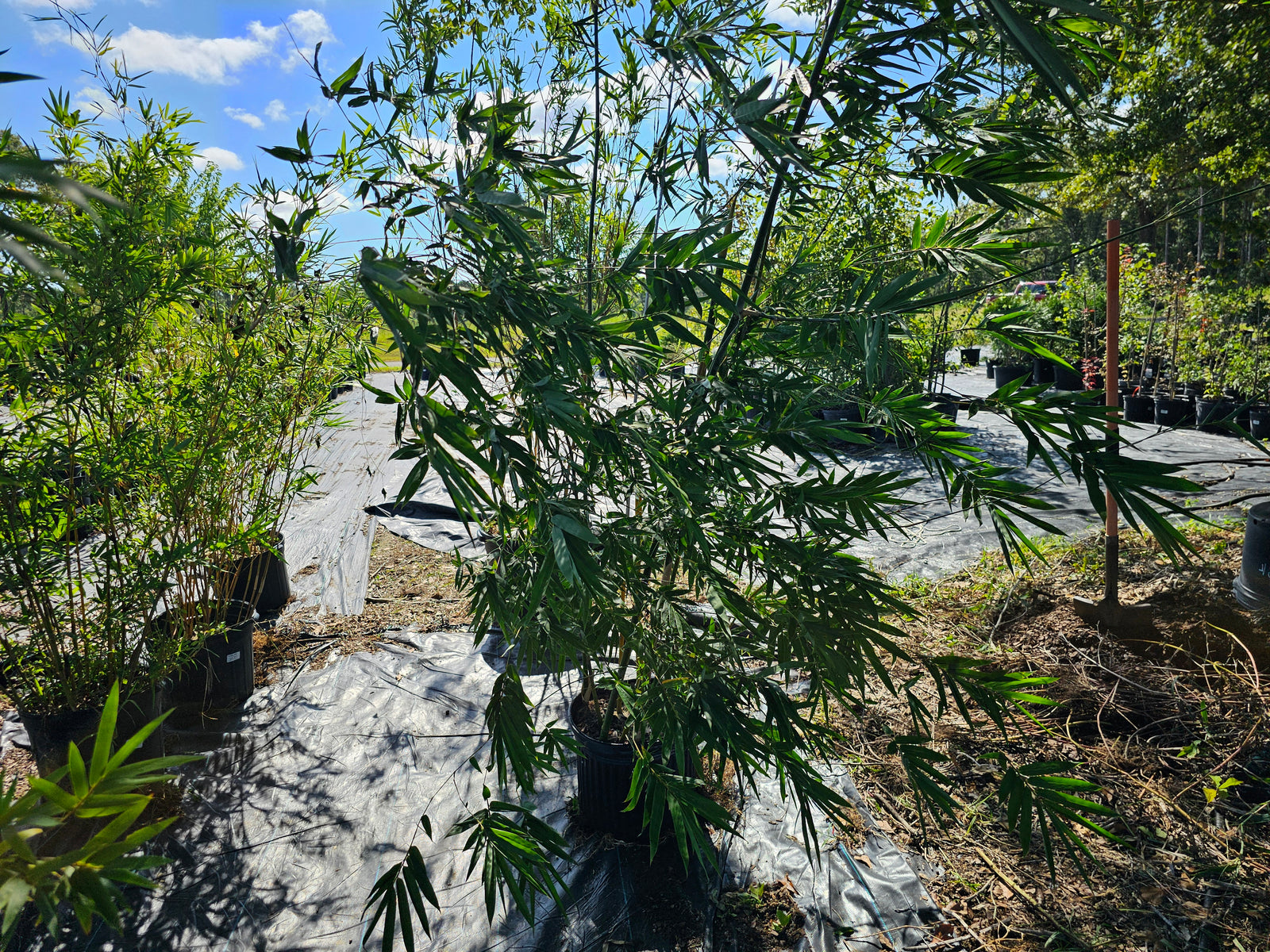 BAMBOO CUMPING Seabreeze