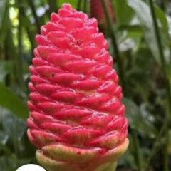 pineapple ginger plant pinecone ginger