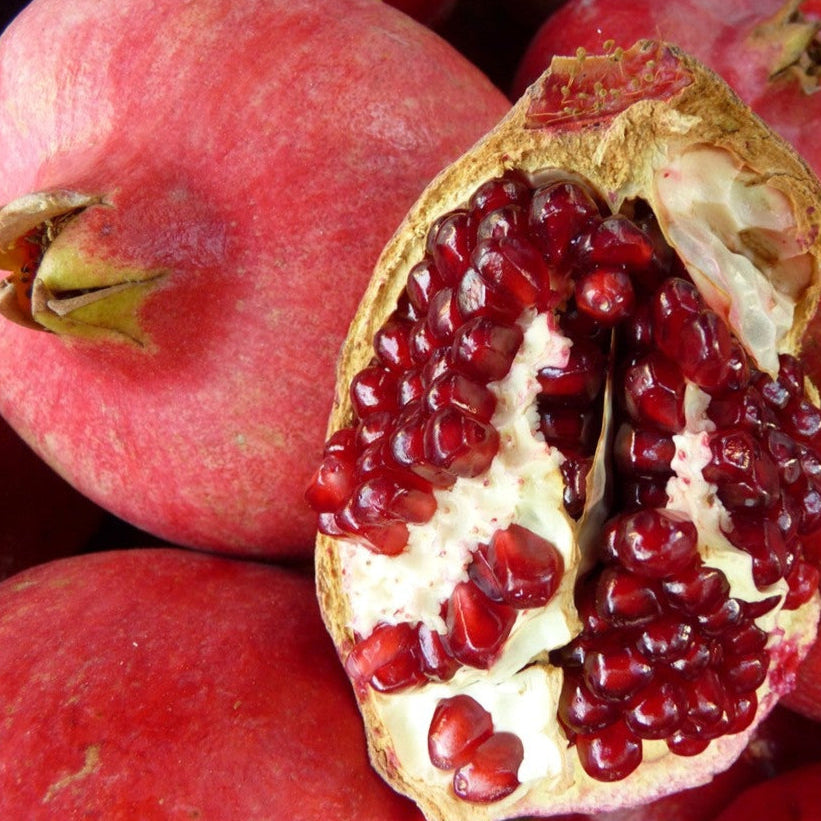 Sharp Velvet Pomegranate tree with large dark red fruit and deep red arils for sale at Advanced Nursery Growers in DeFuniak Springs Florida