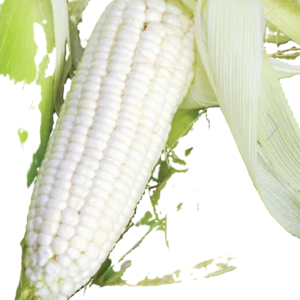 Vegetable Silver Queen Corn
