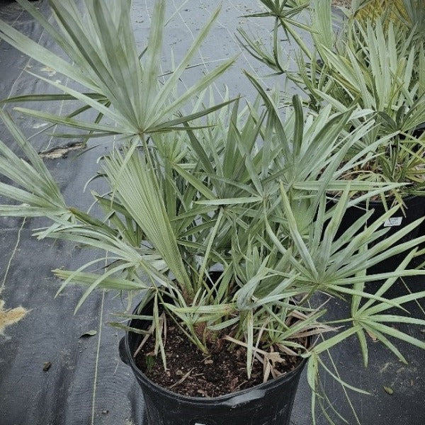 Native Silver Saw Palmetto with silver-blue fan-shaped foliage for sale in DeFuniak Springs, Florida