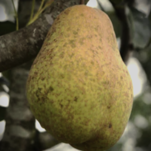 Fire blight resistant pear tree available for local nursery pickup in North Florida