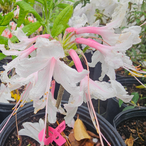 Spring Sensation Azalea with clusters of soft pink spring flowers at Advanced Nursery Growers in DeFuniak Springs Florida