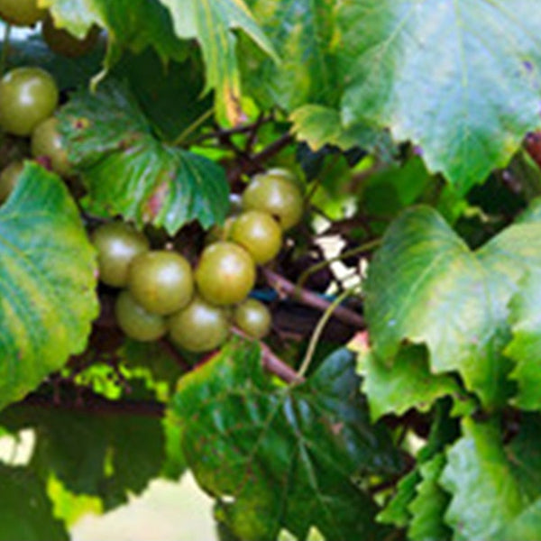Summit Muscadine vine producing large pink-bronze fruit in North Florida