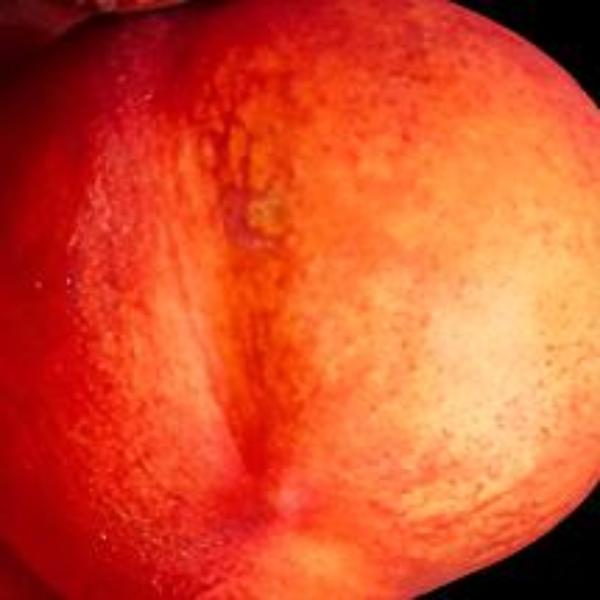 Sungold Nectarine Tree with red-blushed yellow-fleshed nectarines