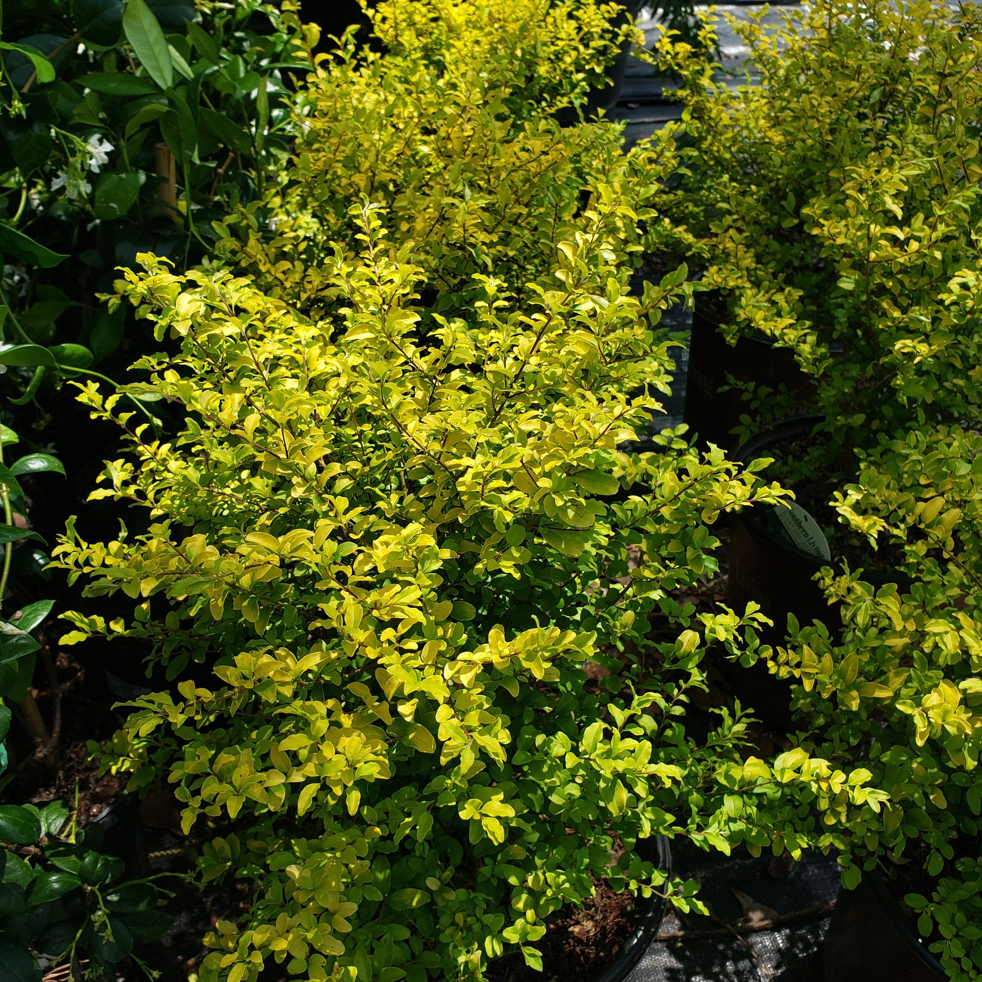 SUNSHINE LIGUSTROM - Advanced Nursery Growers