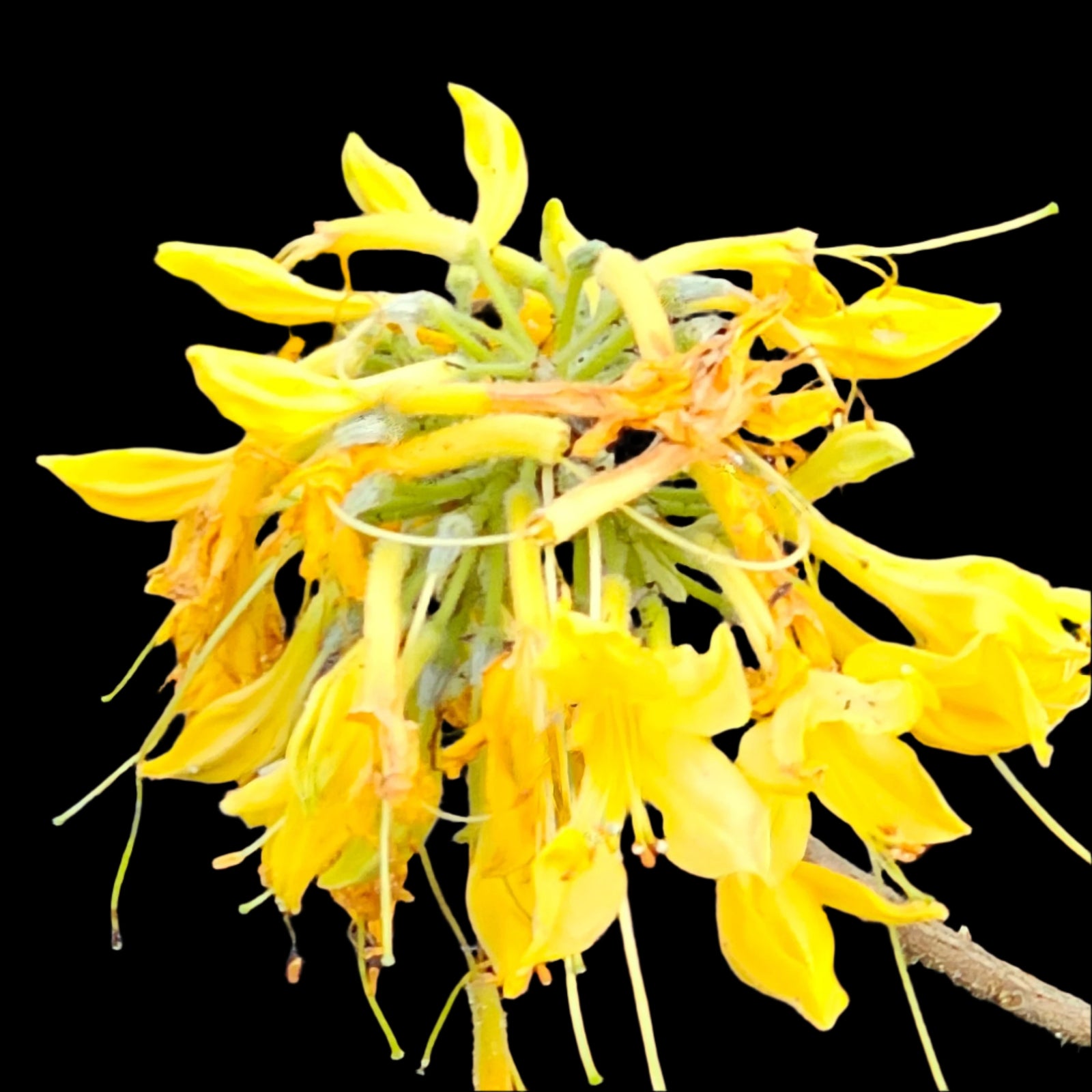 Lemon-yellow Sunstruck azalea flowers with deeper golden-yellow blotches