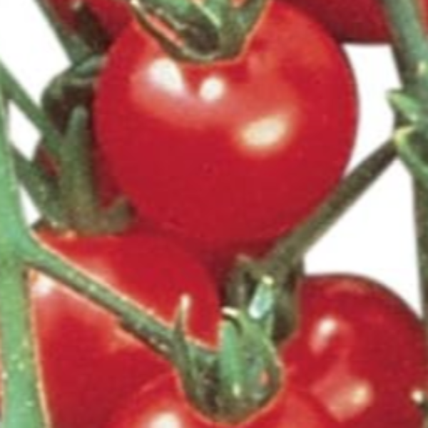 TOMATO SWEET 100