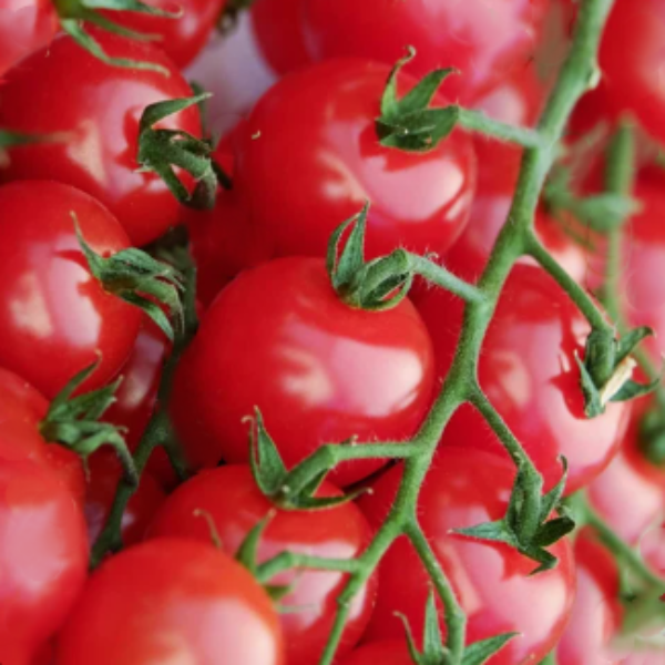 Vegetable Sweet 100  Cherry Tomato