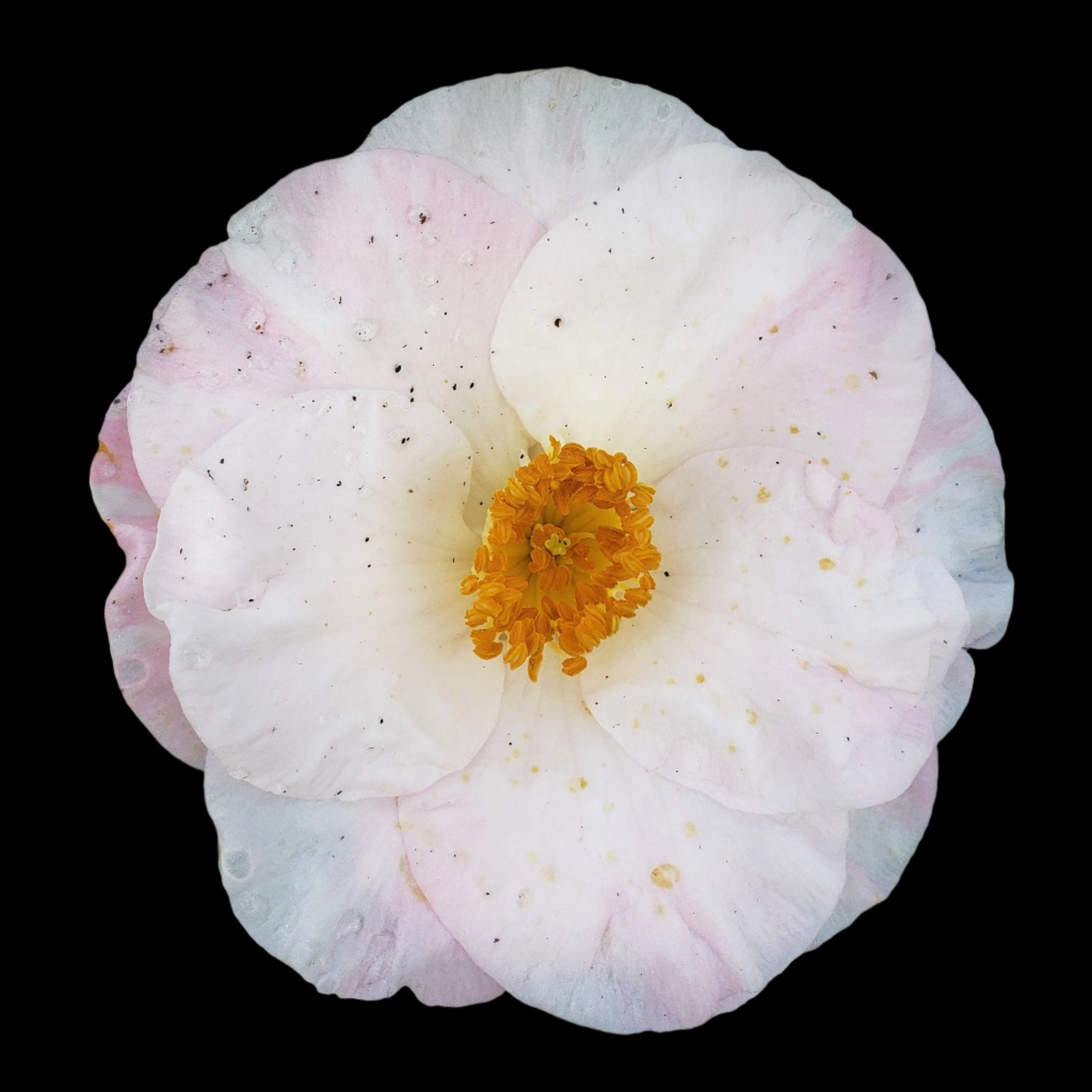 CAMELLIA SWEETIE PIE