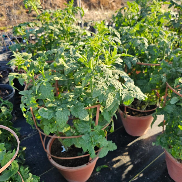 Advanced Nursery Growers: Elevating Expertise in the Horticultural Sector
