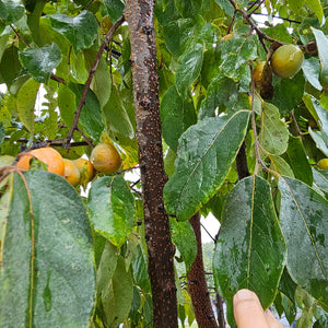 PERSIMMON GORDON (geneva long)