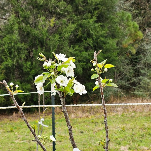 TropicSweet Apple tree for sale in DeFuniak Springs Florida at Advanced Nursery Growers