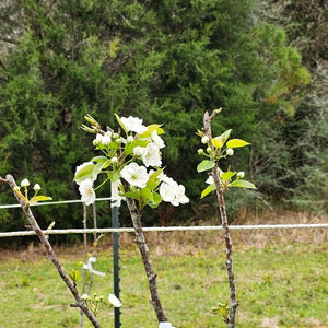 TropicSweet Apple Tree for sale at Advanced Nursery Growers in DeFuniak Springs Florida