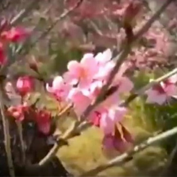 TAIWAN FLOWEREING CHERRY TREE