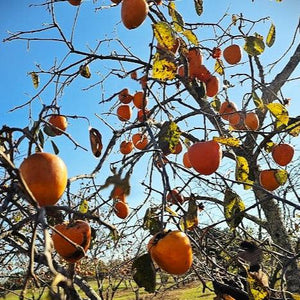 Tanenashi Persimmon Tree for sale at Advanced Nursery Growers in DeFuniak Springs Florida