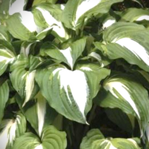 Hosta