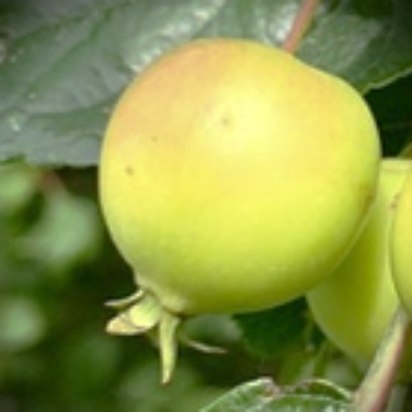 Transcendent Crabapple tree for sale at Advanced Nursery Growers in DeFuniak Springs, Florida, an heirloom fruiting crabapple with spring flowers and large yellow-red edible fruit.