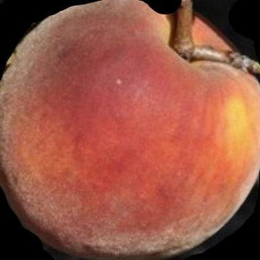 PEACH TROPIC BEAUTY