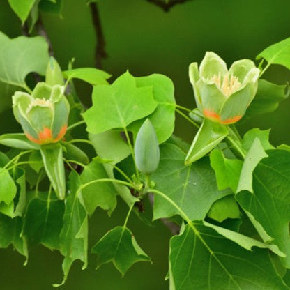 Tulip Popular NATIVE