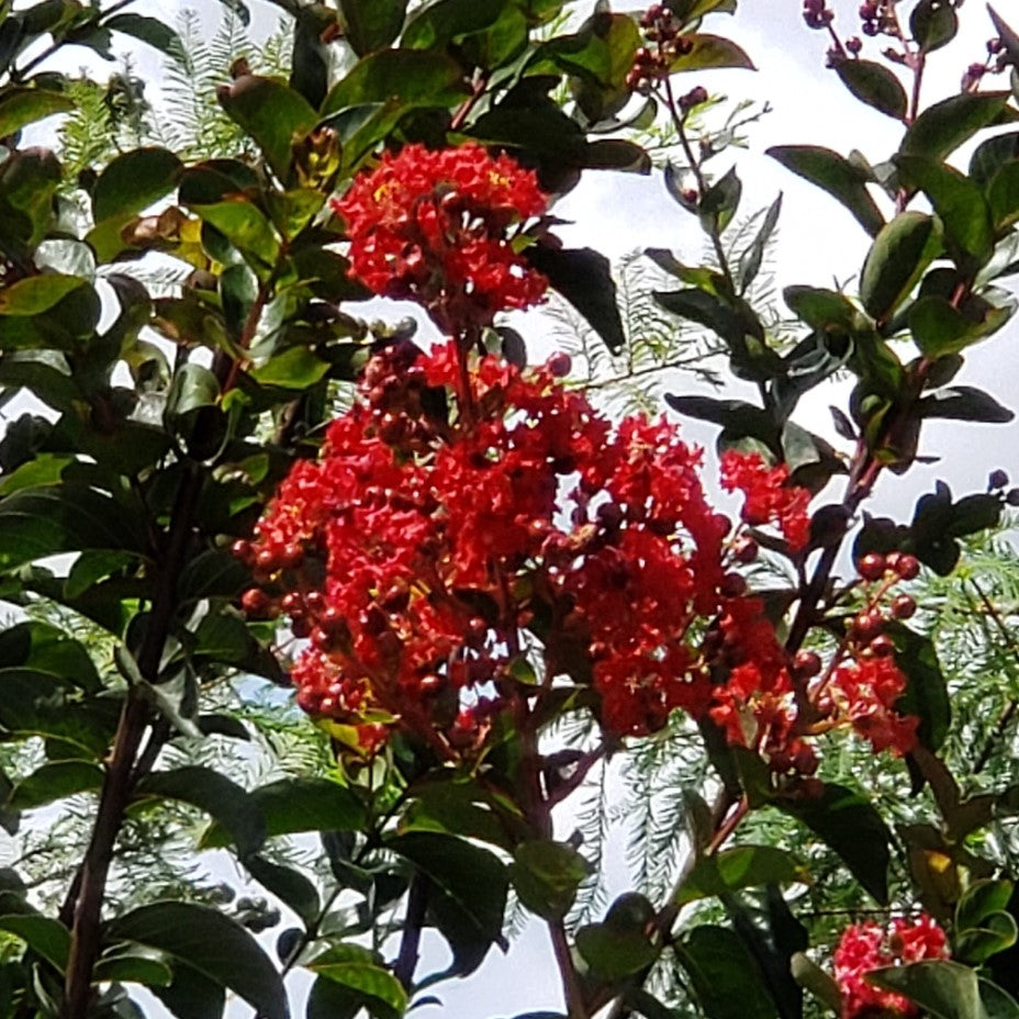 Healthy unlabeled crape myrtle tree for sale at Advanced Nursery Growers in DeFuniak Springs, Florida
