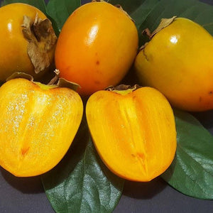 Giombo Persimmon Tree