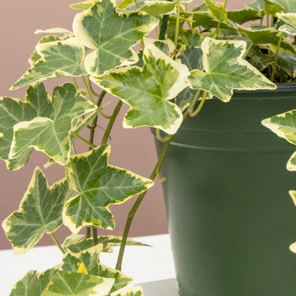 Ivy Variegated plant with green and creamy-white lobed leaves