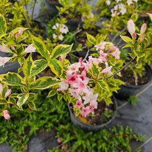Weigela, Variegated Weigela florida ‘Variegata’