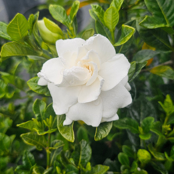 GARDENIA VEITCHI