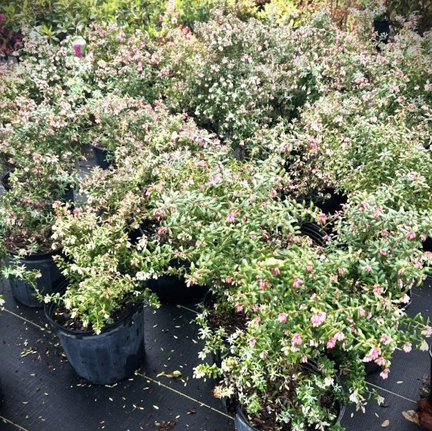 Darrow’s native evergreen blueberry plant for sale at Advanced Nursery Growers in DeFuniak Springs, Florida