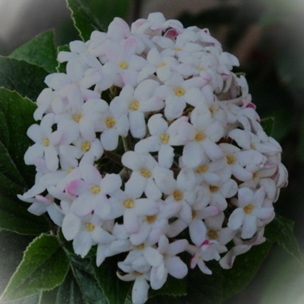VIBURNUM BUKWOODii