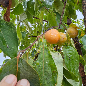 PERSIMMON GORDON (geneva long)