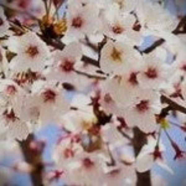 CHERRY FLOWERING-YOSHINO