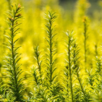 NATIVE GOLDEN ALEXANDER